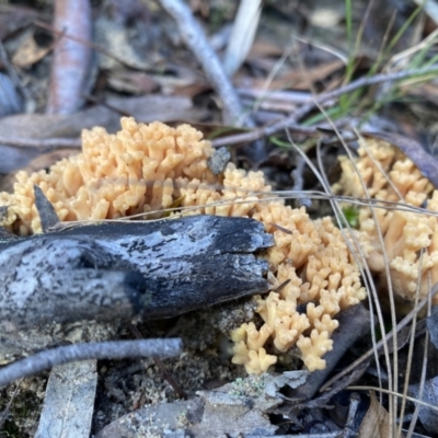 Ramaria sp. (genus) (A Coral fungus) at Bundanoon, NSW - 6 May 2023 by GlossyGal