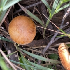 Unidentified Cap on a stem; gills below cap [mushrooms or mushroom-like] at Bundanoon, NSW - 6 May 2023 by GlossyGal