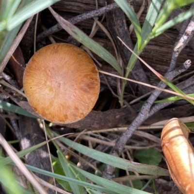 Gymnopilus junonius at Bundanoon, NSW - 6 May 2023 by GlossyGal