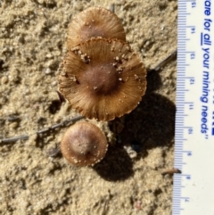 Unidentified Cap on a stem; gills below cap [mushrooms or mushroom-like] at High Range, NSW - 5 May 2023 by GlossyGal