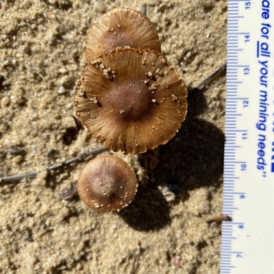 Inocybe sp. (Inocybe) at High Range, NSW - 5 May 2023 by GlossyGal