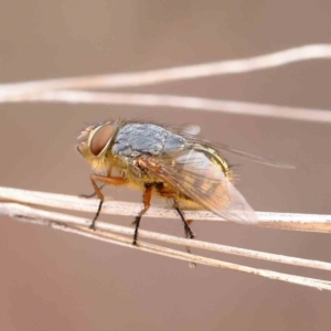 Calliphora stygia at O'Connor, ACT - 27 Mar 2023