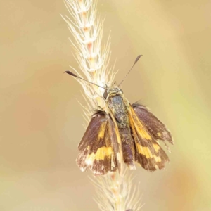 Ocybadistes walkeri at O'Connor, ACT - 27 Mar 2023 10:24 AM