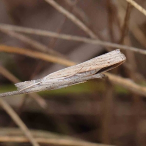 Culladia cuneiferellus at O'Connor, ACT - 27 Mar 2023 12:17 PM