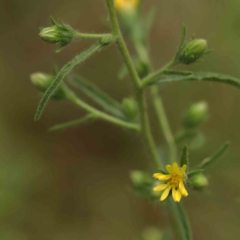 Dittrichia graveolens (Stinkwort) at O'Connor, ACT - 26 Mar 2023 by ConBoekel