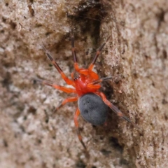 Nicodamidae (family) (Red and Black Spider) at O'Connor, ACT - 27 Mar 2023 by ConBoekel