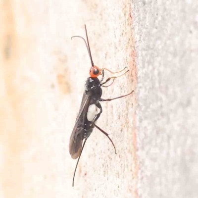 Callibracon capitator (White Flank Black Braconid Wasp) at O'Connor, ACT - 27 Mar 2023 by ConBoekel