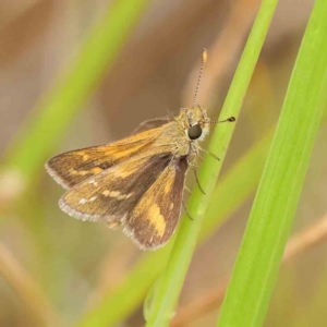 Taractrocera papyria at O'Connor, ACT - 27 Mar 2023