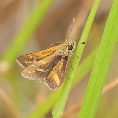 Taractrocera papyria (White-banded Grass-dart) at O'Connor, ACT - 27 Mar 2023 by ConBoekel