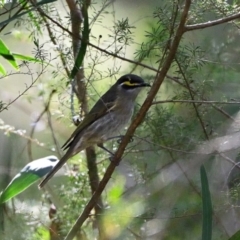 Caligavis chrysops (Yellow-faced Honeyeater) at Thirlmere, NSW - 7 May 2023 by Freebird