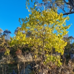 Celtis australis at O'Malley, ACT - 8 May 2023 04:15 PM