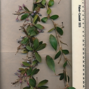 Berberis floribunda at Watson, ACT - 8 May 2023