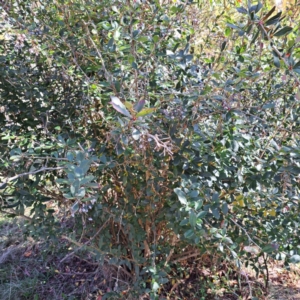 Berberis floribunda at Watson, ACT - 8 May 2023