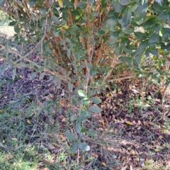 Berberis floribunda at Watson, ACT - 8 May 2023