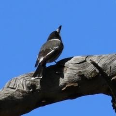 Cracticus torquatus (Grey Butcherbird) at Watson Woodlands - 8 May 2023 by RodDeb