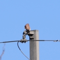 Falco cenchroides (Nankeen Kestrel) at Watson, ACT - 8 May 2023 by RodDeb