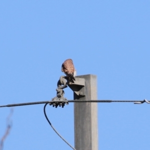 Falco cenchroides at Watson, ACT - 8 May 2023