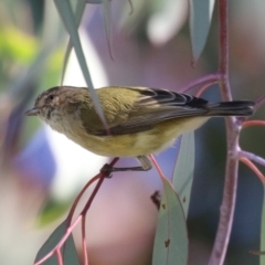 Smicrornis brevirostris (Weebill) at Watson, ACT - 8 May 2023 by RodDeb