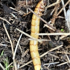 Tenebrionidae (family) at Higgins Woodland - 8 May 2023