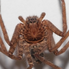 Heteropoda jugulans (Brown Huntsman Spider) at Wellington Point, QLD - 8 May 2023 by TimL