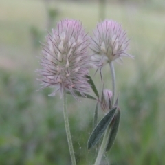 Trifolium arvense (Haresfoot Clover) at Point Hut Pond - 12 Nov 2022 by michaelb