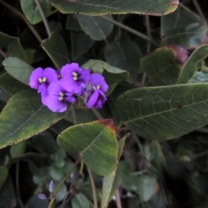 Hardenbergia violacea at Gordon, ACT - 12 Nov 2022 06:36 PM