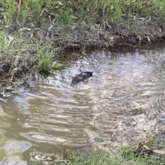 Ornithorhynchus anatinus (Platypus) at West Albury, NSW - 8 May 2023 by AlburyCityEnviros