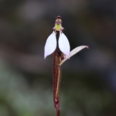 Eriochilus cucullatus (Parson's Bands) at Yackandandah, VIC - 9 May 2023 by KylieWaldon