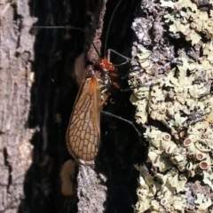 Chorista australis at Yackandandah, VIC - 9 May 2023 by KylieWaldon