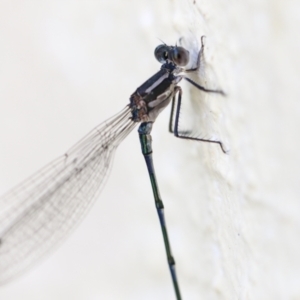 Austrolestes leda at Chapman, ACT - 9 May 2023