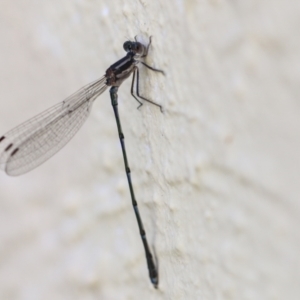 Austrolestes leda at Chapman, ACT - 9 May 2023