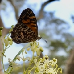 Geitoneura acantha (Ringed Xenica) at Bundanoon, NSW - 17 Jan 2023 by GlossyGal