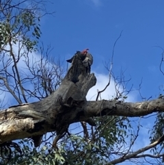 Callocephalon fimbriatum (Gang-gang Cockatoo) at Mount Ainslie - 9 May 2023 by Steve_Bok