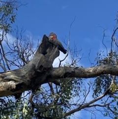 Callocephalon fimbriatum at Ainslie, ACT - 9 May 2023