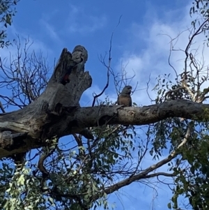 Callocephalon fimbriatum at Ainslie, ACT - 9 May 2023