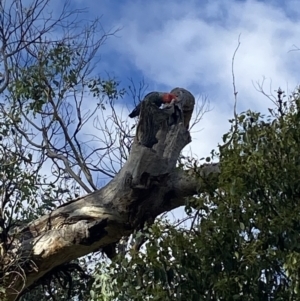 Callocephalon fimbriatum at Ainslie, ACT - 9 May 2023