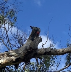 Callocephalon fimbriatum at Ainslie, ACT - 9 May 2023