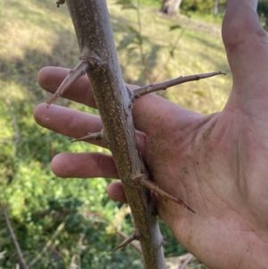 Prunus spinosa at Campbell, ACT - 9 May 2023