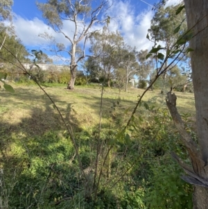 Prunus spinosa at Campbell, ACT - 9 May 2023