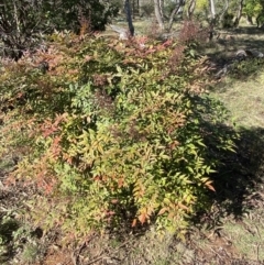 Nandina domestica (Sacred Bamboo) at Ainslie, ACT - 9 May 2023 by SteveBorkowskis