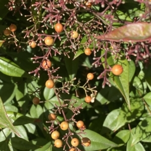 Nandina domestica at Ainslie, ACT - 9 May 2023