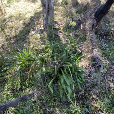 Agapanthus praecox subsp. orientalis (Agapanthus) at Ainslie, ACT - 9 May 2023 by Steve_Bok