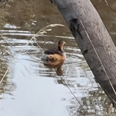 Tachybaptus novaehollandiae (Australasian Grebe) at Jerrabomberra, ACT - 9 May 2023 by Mike