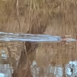 Tachybaptus novaehollandiae at Jerrabomberra, ACT - 9 May 2023