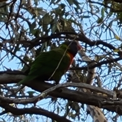 Trichoglossus moluccanus (Rainbow Lorikeet) at Jerrabomberra, ACT - 9 May 2023 by Mike
