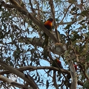 Trichoglossus moluccanus at Jerrabomberra, ACT - 9 May 2023