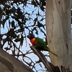 Trichoglossus moluccanus (Rainbow Lorikeet) at Callum Brae - 9 May 2023 by Mike