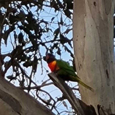 Trichoglossus moluccanus (Rainbow Lorikeet) at Jerrabomberra, ACT - 9 May 2023 by Mike