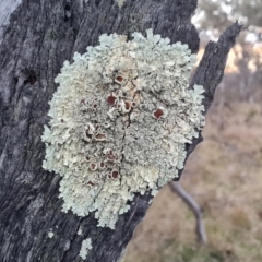 Flavoparmelia sp. (Flavoparmelia Lichen) at Jerrabomberra, ACT - 9 May 2023 by Mike