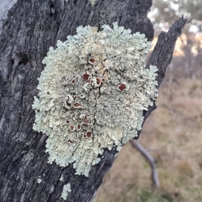 Unidentified Lichen at Callum Brae - 9 May 2023 by Mike